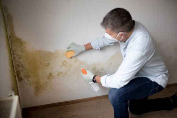 Best Biohazard Mold Removal  in Mendon, IL