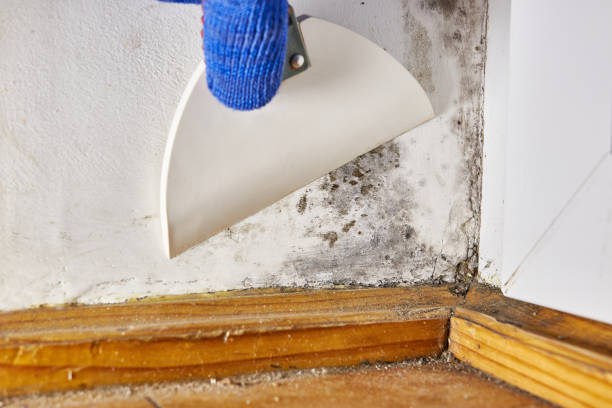 Best Air Quality Testing for Mold Spores  in Mendon, IL