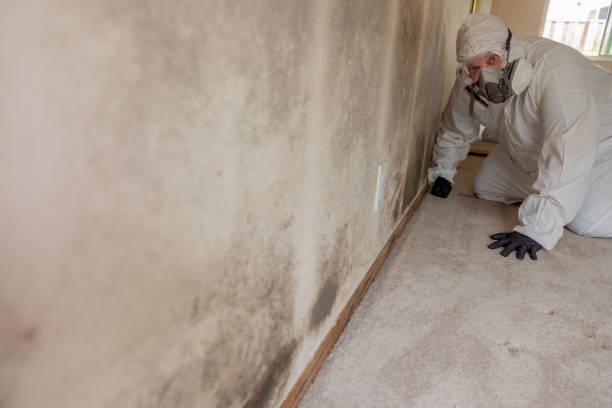 Best Mold Odor Removal Services  in Mendon, IL